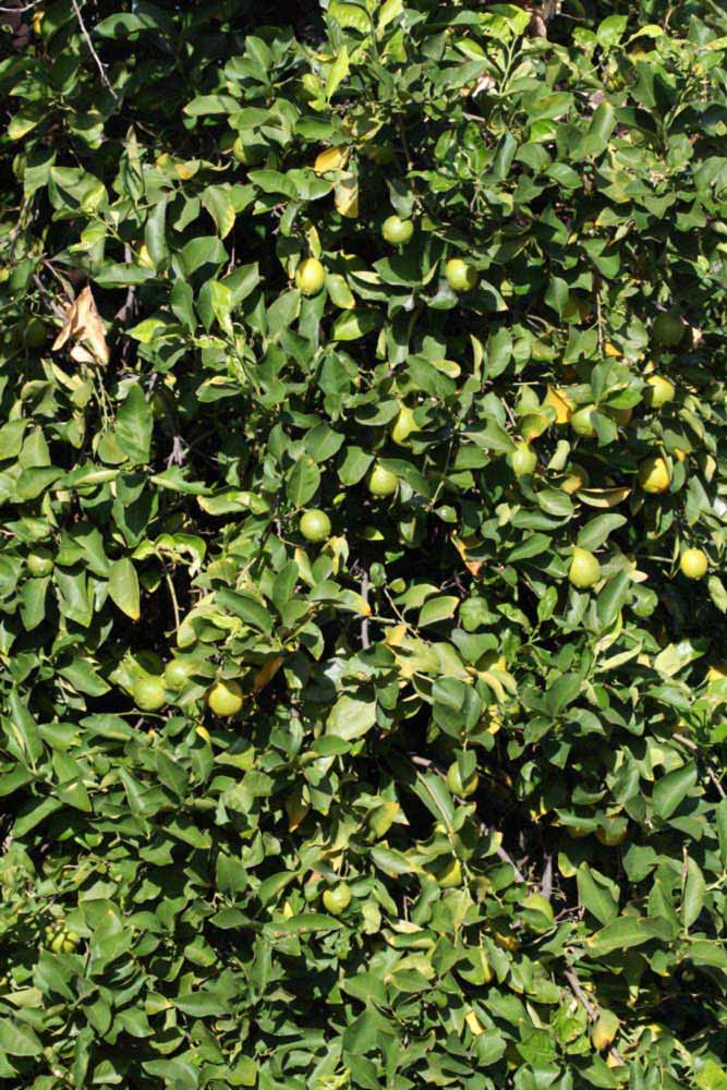            Habit (Femminello Siracusano 2KR, Riverside, CA)   